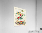 Colourful and surreal illustrations of fishes and crab found in the Indian and Pacific Oceans by Louis Renard 1678 -1746 from Histoire naturelle des plus rares curiositez de la mer des Indes 1754. Acrylic Print