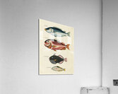 Colourful and surreal illustrations of fishes found in Moluccas Indonesia and the East Indies by Louis Renard 1678 -1746 from Histoire naturelle des plus rares curiositez de la mer des Indes 1754. Acrylic Print