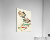 Colourful and surreal illustrations of fishes found in Moluccas Indonesia and the East Indies by Louis Renard 1678 -1746 from Histoire naturelle des plus rares curiositez de la mer des Indes 1754. Acrylic Print