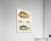 Colourful and surreal illustrations of fishes found in Moluccas Indonesia and the East Indies by Louis Renard 1678 -1746 from Histoire naturelle des plus rares curiositez de la mer des Indes 1754. Acrylic Print