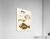 Colourful and surreal illustrations of fishes and lobster found in Moluccas Indonesia and the East Indies by Louis Renard 1678 -1746 from Histoire naturelle des plus rares curiositez de la mer des Indes 1754. Acrylic Print