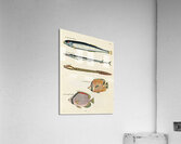 Colourful and surreal illustrations of fishes found in Moluccas Indonesia and the East Indies by Louis Renard 1678 -1746 from Histoire naturelle des plus rares curiositez de la mer des Indes 1754. Acrylic Print