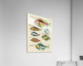 Colourful and surreal illustrations of fishes found in Moluccas Indonesia and the East Indies by Louis Renard 1678 -1746 from Histoire naturelle des plus rares curiositez de la mer des Indes 1754. Acrylic Print