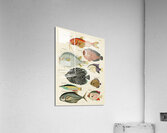 Colourful and surreal illustrations of fishes found in Moluccas Indonesia and the East Indies by Louis Renard 1678 -1746 from Histoire naturelle des plus rares curiositez de la mer des Indes 1754. Acrylic Print