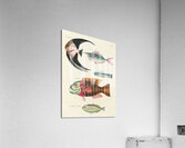 Colourful and surreal illustrations of fishes found in Moluccas Indonesia and the East Indies by Louis Renard 1678 -1746 from Histoire naturelle des plus rares curiositez de la mer des Indes 1754. Acrylic Print
