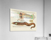 Colourful and surreal illustrations of fish and lobster found in Moluccas Indonesia and the East Indies by Louis Renard 1678 -1746 from Histoire naturelle des plus rares curiositez de la mer des Indes 1754. Acrylic Print