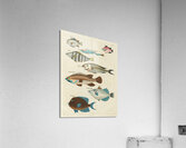 Colourful and surreal illustrations of fishes found in Moluccas Indonesia and the East Indies by Louis Renard 1678 -1746 from Histoire naturelle des plus rares curiositez de la mer des Indes 1754. Acrylic Print