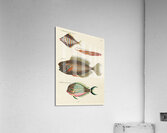Colourful and surreal illustrations of fishes found in Moluccas Indonesia and the East Indies by Louis Renard 1678 -1746 from Histoire naturelle des plus rares curiositez de la mer des Indes 1754. Acrylic Print