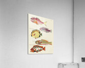 Colourful and surreal illustrations of fishes found in Moluccas Indonesia and the East Indies by Louis Renard 1678 -1746 from Histoire naturelle des plus rares curiositez de la mer des Indes 1754. Acrylic Print