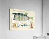 Colourful and surreal illustrations of fishes and crab found in Moluccas Indonesia and the East Indies by Louis Renard 1678 -1746 from Histoire naturelle des plus rares curiositez de la mer des Indes 1754. Acrylic Print