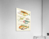 Colourful and surreal illustrations of fishes found in Moluccas Indonesia and the East Indies by Louis Renard 1678 -1746 from Histoire naturelle des plus rares curiositez de la mer des Indes 1754. Impression acrylique