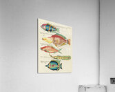 Colourful and surreal illustrations of fishes found in Moluccas Indonesia and the East Indies by Louis Renard 1678 -1746 from Histoire naturelle des plus rares curiositez de la mer des Indes 1754. Acrylic Print