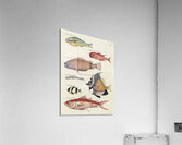 Colourful and surreal illustrations of fishes found in Moluccas Indonesia and the East Indies by Louis Renard 1678 -1746 from Histoire naturelle des plus rares curiositez de la mer des Indes 1754. Acrylic Print