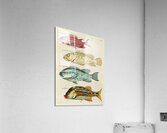 Colourful and surreal illustrations of fishes found in Moluccas Indonesia and the East Indies by Louis Renard 1678 -1746 from Histoire naturelle des plus rares curiositez de la mer des Indes 1754. Acrylic Print