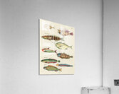 Colourful and surreal illustrations of fishes found in Moluccas Indonesia and the East Indies by Louis Renard 1678 -1746 from Histoire naturelle des plus rares curiositez de la mer des Indes 1754. Acrylic Print