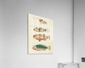 Colourful and surreal illustrations of fishes and sea horse found in Moluccas Indonesia and the East Indies by Louis Renard 1678 -1746 from Histoire naturelle des plus rares curiositez de la mer des Indes 1754. Impression acrylique