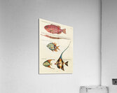 Colourful and surreal illustrations of fishes found in Moluccas Indonesia and the East Indies by Louis Renard 1678 -1746 from Histoire naturelle des plus rares curiositez de la mer des Indes 1754. Acrylic Print