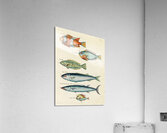 Colourful and surreal illustrations of fishes found in Moluccas Indonesia and the East Indies by Louis Renard 1678 -1746 from Histoire naturelle des plus rares curiositez de la mer des Indes 1754. Acrylic Print