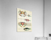 Colourful and surreal illustrations of fishes and crabs found in Moluccas Indonesia and the East Indies by Louis Renard 1678 -1746 from Histoire naturelle des plus rares curiositez de la mer des Indes 1754. Acrylic Print