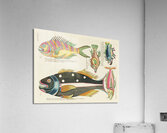 Colourful and surreal illustrations of fishes found in Moluccas Indonesia and the East Indies by Louis Renard 1678 -1746 from Histoire naturelle des plus rares curiositez de la mer des Indes 1754. Acrylic Print