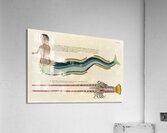 Illustrations of a siren and lobster found in the Moluccas Indonesia and the East Indies by Louis Renard 1678 -1746 from Histoire naturelle des plus rares curiositez de la mer des Indes 1754. Acrylic Print