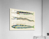 Illustrations of a siren and lobster found in the Moluccas Indonesia and the East Indies by Louis Renard 1678 -1746 from Histoire naturelle des plus rares curiositez de la mer des Indes 1754. Acrylic Print