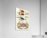 Colourful and surreal illustrations of fishes lobster and crab found in the Indian and Pacific Oceans by Louis Renard 1678 -1746 from Histoire naturelle des plus rares curiositez de la mer des Indes 1754. Acrylic Print