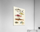 Colourful and surreal illustrations of fishes found in Moluccas Indonesia and the East Indies by Louis Renard 1678 -1746 from Histoire naturelle des plus rares curiositez de la mer des Indes 1754. Acrylic Print