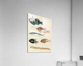 Colourful and surreal illustrations of fishes found in Moluccas Indonesia and the East Indies by Louis Renard 1678 -1746 from Histoire naturelle des plus rares curiositez de la mer des Indes 1754. Acrylic Print