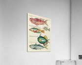 Colourful and surreal illustrations of fishes found in Moluccas Indonesia and the East Indies by Louis Renard 1678 -1746 from Histoire naturelle des plus rares curiositez de la mer des Indes 1754. Acrylic Print