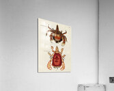 Colourful and surreal illustrations of crabs found in Moluccas Indonesia and the East Indies by Louis Renard 1678 -1746 from Histoire naturelle des plus rares curiositez de la mer des Indes 1754. Acrylic Print