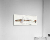 Antique fish platycephalus sp flathead South Pacific Fishes by Frank Edward Clarke 1849-1899.  Acrylic Print