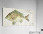 Antique fish acanthopagrus butcheri black bream South Pacific Fishes by Frank Edward Clarke 1849-1899.  Acrylic Print