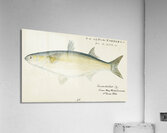 Antique fish myxus elongatus sand mullet South Pacific Fishes by Frank Edward Clarke 1849-1899.  Acrylic Print