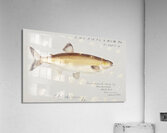 Antique fish prototroctes maraena australian grayling South Pacific Fishes by Frank Edward Clarke 1849-1899.  Acrylic Print