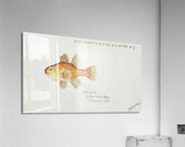 Antique fish vincentia conspera southern cardinalfish South Pacific Fishes by Frank Edward Clarke 1849-1899.  Acrylic Print