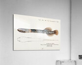 Antique fish Neochanna apoda apoda South Pacific Fishes by Frank Edward Clarke 1849-1899.  Acrylic Print