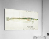 Antique fish crapatulus novaezealandiae sand stargazer South Pacific Fishes by Frank Edward Clarke 1849-1899.  Acrylic Print