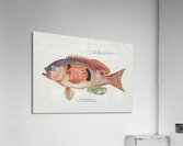 Antique fish caesioperca rasor sea perch South Pacific Fishes by Frank Edward Clarke 1849-1899.  Acrylic Print
