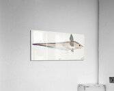 Antique fish Coelorinchus sp NZ : Rattail South Pacific Fishes by Frank Edward Clarke 1849-1899.  Acrylic Print