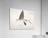 Antique Flyfish South Pacific Fishes by Frank Edward Clarke 1849-1899.  Acrylic Print