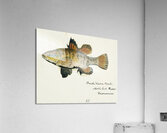 Antique Flyfish South Pacific Fishes by Frank Edward Clarke 1849-1899.  Acrylic Print