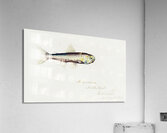 Antique fish Maurolicus muelleri South Pacific Fishes by Frank Edward Clarke 1849-1899.  Acrylic Print