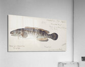Antique fish bladefish possibly freshwater specimen South Pacific Fishes by Frank Edward Clarke 1849-1899.  Acrylic Print