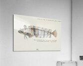 Antique fish possibly heteroclinus sp weedfish South Pacific Fishes by Frank Edward Clarke 1849-1899.  Acrylic Print