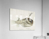 Antique Prickly anglerfish South Pacific Fishes by Frank Edward Clarke 1849-1899.  Acrylic Print