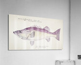 Antique fish Groper South Pacific Fishes by Frank Edward Clarke 1849-1899.  Acrylic Print