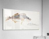 Antique fish latris lineata common trumpeter South Pacific Fishes by Frank Edward Clarke 1849-1899.  Acrylic Print