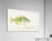 Antique fish Wrasse South Pacific Fishes by Frank Edward Clarke 1849-1899.  Acrylic Print
