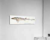 Antique fish Carpet Shark South Pacific Fishes by Frank Edward Clarke 1849-1899.  Acrylic Print